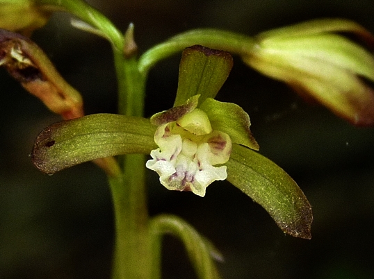 {Aplectrum hyemale}